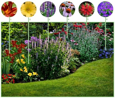Borderpakket Langbloeiende border (6 planten:1m2) - Bijen-Vlinders - Geurend - Snijbloemen - Vaste planten