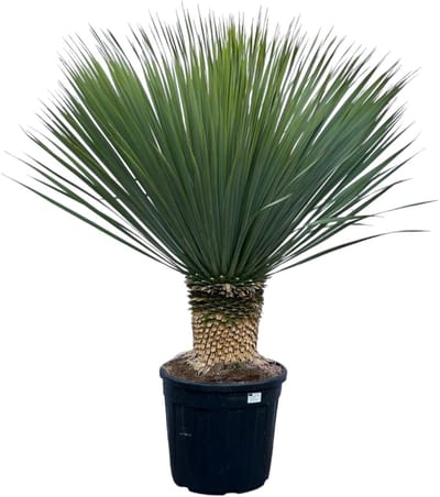 Yucca Rostrata - 140 cm - Ø45