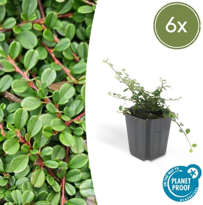 Tuinplantenshop.com | Cotoneaster pr. 'Streib's Findling' | 6 stuks - Ø9cm - 10-25cm hoog - Tuinplant