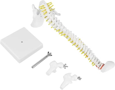 Ruggengraat Model - Skelet Anatomie - Onderwijs Anatomie - Natuurlijke Botmaat - 38 cm - Wit