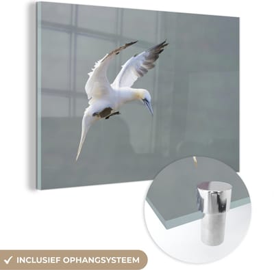 ® Glasschilderij 180x120 cm - Schilderij acrylglas - Jan-van-gent tijdens de landing - Foto op glas - Muurdecoratie woonkamer - Wanddecoratie slaapkamer - Schilderijen