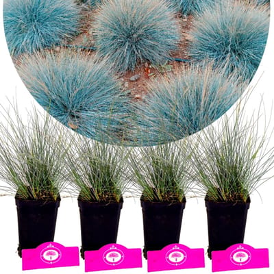 Set van 4 Blauw Zwenkgras - Festuca glauca 'Elijah Blue' - Hoogte 30cm 9cm pot