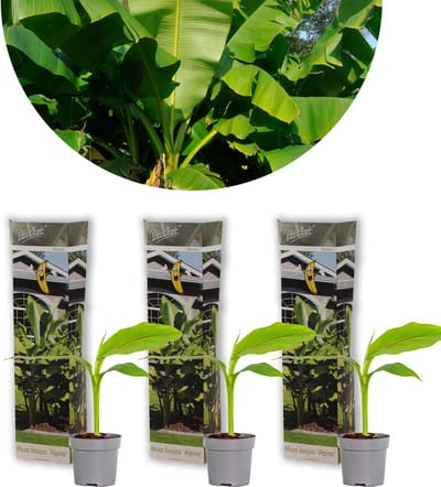 Bloomique - Set van 3 - Musa Basjoo - Japanse Vezelbanaan - Tuinbanaan - Tuinplanten - Winterhard - Hoogte 20-30 cm - Pot 10,5 cm