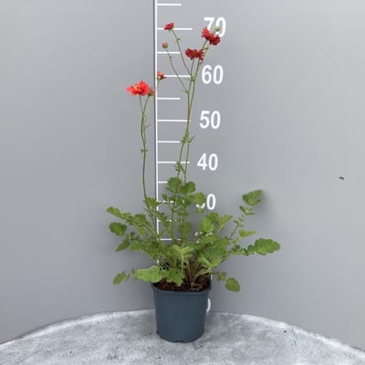 Plantes de jardin - Un ensemble 1 - Geum chiloense 'Mrs Bradshaw' - (2L)