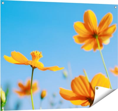 Gards Tuinposter Oranje Cosmea Bloemen - 100x80 cm - Tuindoek - Tuindecoratie - Wanddecoratie buiten - Tuinschilderij
