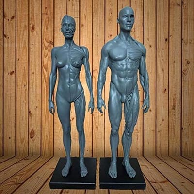 Anatomisch Model Menselijk Lichaam 30cm - Ecorche & Huid Inclusief Mannelijk en Vrouwelijk Figuur