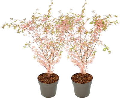 Plant in a Box - Japanese Maple 'Taylor' - Set van 2 - Japanse Esdoorn winterhard - Limited edition Acer boom - Pot 19cm - Hoogte 50-60cm