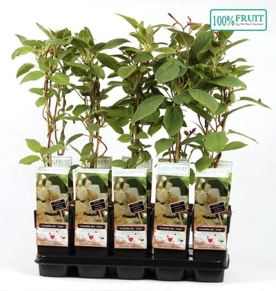 Actinidia Deliciosa 'Atlas' - Mannelijke Kiwi - 50-60 cm pot: Fruitdragende kiwiplant