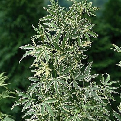 Acer Palmatum 'Butterfly' - Japanse esdoorn 40-60 cm pot