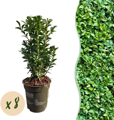Green boutiQ - Haagplanten - Buxus sempervirens - blad groen - 8 planten - 1 strekkende meter - groenblijvend - pot 9cm hoogte 20-25cm