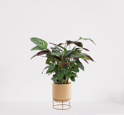 Calathea Compactstar in luxe sierpot Emma Vanille – luchtzuiverende kamerplant – pauwenplant – living plant - ↕35-45cm - Ø13 – geleverd met plantenpot – vers uit de kwekerij