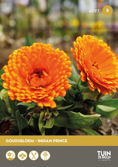 Goudsbloem Indian Prince Zaden – Dubbelbloemig – Oranje Bloemen – Bloemzaden Tuin