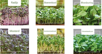 microgroenten set van 6 verschillende zaden | zeer gezond! | Citroenbasilicum | Borage Komkommerkruid | Mosterd red Frills | Bloedzuring | Boerenkool westlandse Herfst | Radijs Rode Daikon | Groei je eigen micro groente tuin!