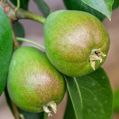 Perenboom (Pyrus communis) - Peer Doyenné du Comice - Vaste planten - Moestuin - Bijen-Vlinders - bloeit in April / Mei