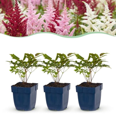Green boutiQ - Vasteplant - Astilbe Tricolour - Pluimspirea - Schaduw - Paars - Roze - Wit - 12 Planten - Pot 11cm - Hoogte 15-25cm