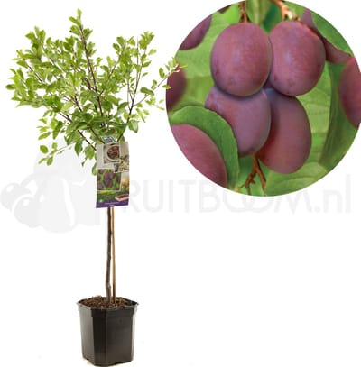 Pruimenboom - Prunus domestica Opal - blauw paarse pruim - laagstam - 150cm