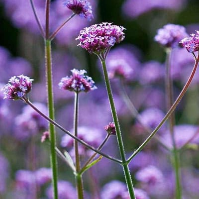 12 x Verbena Bonariensis - IJzerhard in P9 (0,7 Liter pot)