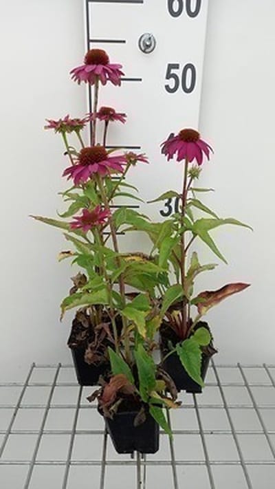 6x Zonnehoed - Echinacea purp. Pow Wildberry' | 9x9 cm pot