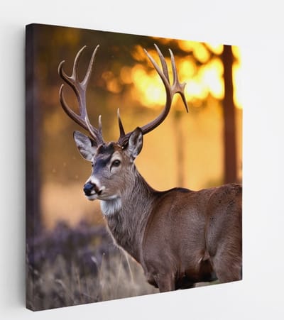 Saammp Canvas Schilderij - Hert met groot gewei - Natuur - Dieren - 20x20 - Foto op canvas - Wanddecoratie - Muurdecoratie Woonkamer - Slaapkamer decoratie - Canvas Print