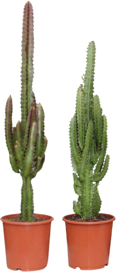 2 stuks Wolfsmelkplant, Kamerplanten, Euphorbia, Groen /Rood , Ø17 cm – 75 cm
