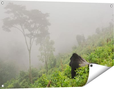 Gards Tuinposter Gorilla in het Woud tijdens de Mist - 90x60 cm - Tuindoek - Tuindecoratie - Wanddecoratie buiten - Tuinschilderij