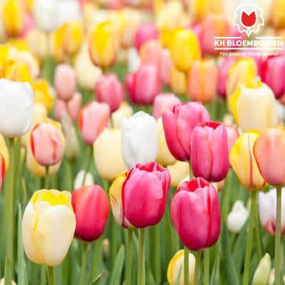 Tulpenbollen Mix – 30 Stuks | KH Bloembollen® | Tulp Cadeau – Voor Tuin of Pot – Maat 11/12 – Vers van de Teler!