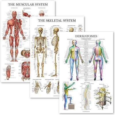 Anatomie Poster Set: 3 Delige Set - Spieren, Skelet en Dermatomen - Gelamineerd