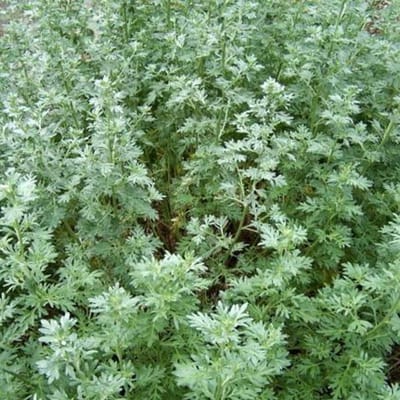 6 x Artemisia Absinthium - Alsem pot 9x9 cm - Aromatische kruidenplant, grijsachtig blad, geneeskrachtig