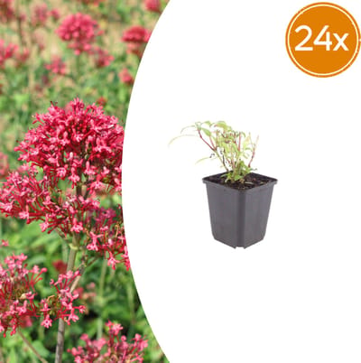 Tuinplantenshop.com | Centranthus ruber 'Coccineus' | 24 stuks - Ø9cm - 10-25cm hoog - Tuinplant