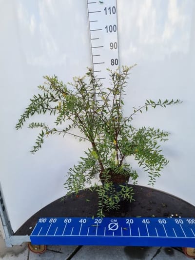 Arbustes de haie - Un ensemble 1 - Spiraea cinerea 'Grefsheim' - (5L) 60-80 cm