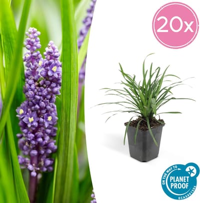 Leliegras Moneymaker - 20x Liriope muscari - 10-25cm - Ø9cm - opvallende paarse bloemen