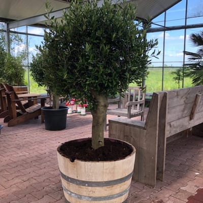 Beplant Wijnvat - Olijfboom - Olea Europea - Half Wijnvat - 112 Liter