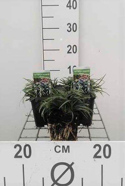 6x Slangenbaard - Ophiopogon japonicus | 9x9 cm pot
