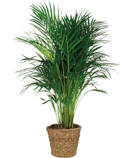 Bloomique - Dypsis Lutescens - Goudpalm - Areca - Palm - Kamerplanten - Luchtzuiverend - Diervriendelijk - Hoogte 100-110 cm - Rotan Mand 21 cm