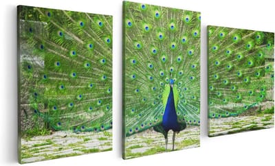 Artaza Canvas Schilderij Drieluik Pauw Met Grote Kleurrijke Veren - 120x60 - Foto Op Canvas - Canvas Print