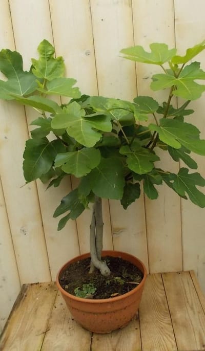 Vijg 60 cm Warentuin