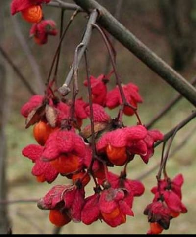 Euonymus europaeus - Kardinaalshoed, Kardinaalsmuts , Wilde Kardinaalsmuts 60- 80 cm in pot