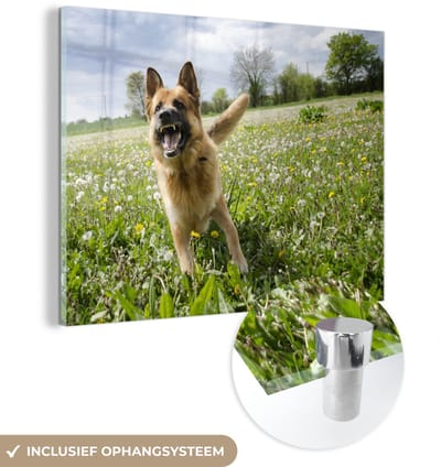 ® Glasschilderij 160x120 cm - Schilderij acrylglas - Duitse Herder tussen de bloemetjes - Foto op glas - Muurdecoratie woonkamer - Wanddecoratie slaapkamer - Schilderijen