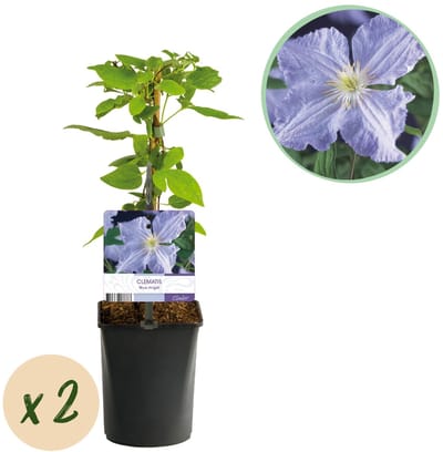 Green boutiQ - Klimplant - Clematis Blue Angel - Bloem Licht Blauw - Weinig onderhoud -2 planten - Pot 11cm Hoogte 40cm