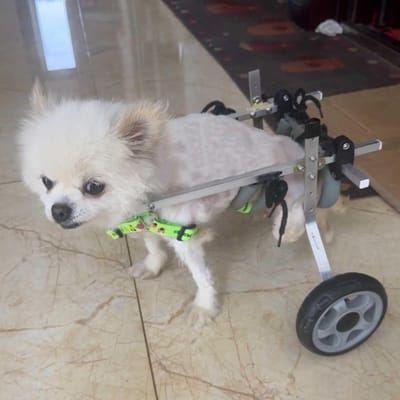 Honden Rolstoel - Hondenkar Loophulp - Mobiliteit Herstellen - Verstelbaar Lichtgewicht - Tot 10 kg