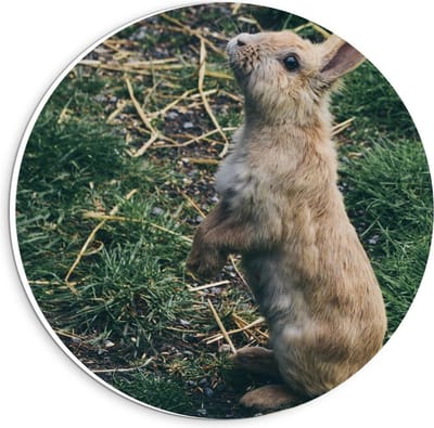Forex Wandcirkel - Schattig Bruin Konijntje op Zijn Achterpootjes - 20x20cm Foto op Wandcirkel (met ophangsysteem)