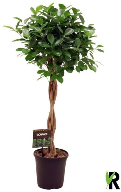 Ficus Microcarpa Moclame gevlochten stam 110 cm – Kamerplant – Vers Van De Kweker – Potmaat Ø23 cm
