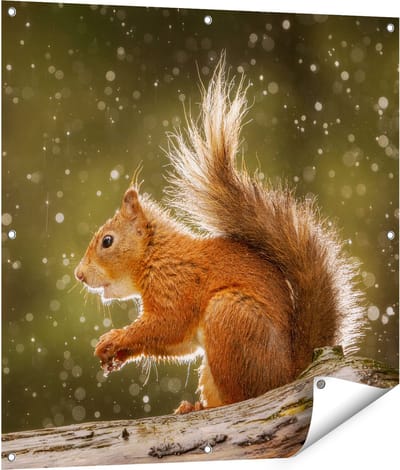Gards Tuinposter Eekhoorn in de Regen - 90x90 cm - Tuindoek - Tuindecoratie - Wanddecoratie buiten - Tuinschilderij