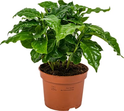 Bloomique - Coffea Arabica - Koffieplant - Kamerplanten - Luchtzuiverend - Hoogte 20-30 cm - Pot 12 cm