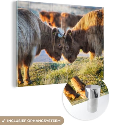 MuchoWow® Glasschilderij 160x120 cm - Schilderij acrylglas - Schotse Hooglanders - Dieren - Zon - Foto op glas - Schilderijen