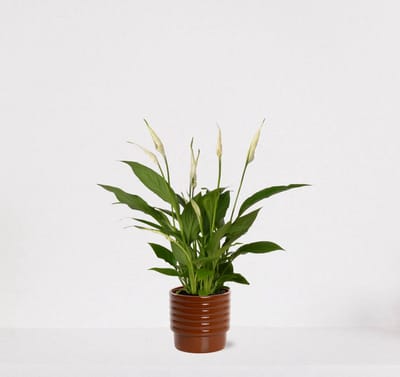 Spathiphyllum in sierpot Naemi Terra – witte kamerplant – luchtzuiverende lepelplant - 35-50cm - Ø13 – geleverd met plantenpot – vers uit de kwekerij