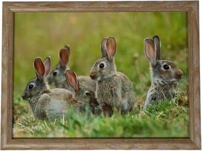 Mars & More Laptray – konijnen print - 43 x 33 cm