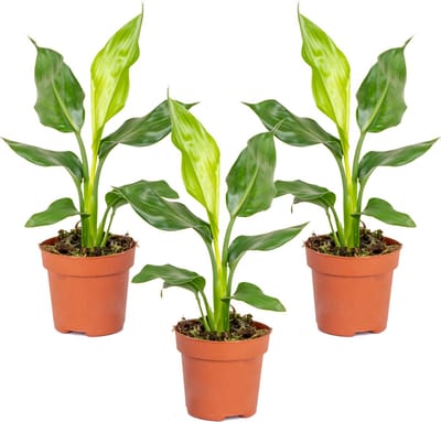 Bloomique - Set van 3 - Strelitzia Reginae - Paradijsvogelplant - Paradijsvogelbloem - Kamerplanten - Luchtzuiverend - Gemakkelijk te Verzorgen - Hoogte 30-40 cm - Pot 12 cm