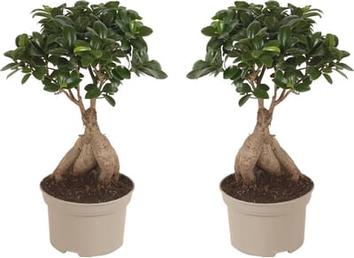 Set van 2 Ficus Ginseng Bonsai Kamerplanten – Perfect voor Beginners - Pot 12cm - Hoogte 30-40cm