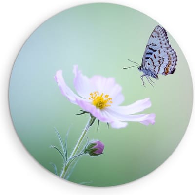 Saammp - Muurcirkel Hout - Vlinder - Bloemen - Dieren - Natuur - Ø 90 - Wandcirkel - Wanddecoratie Cirkel - muurdecoratie Woonkamer - Slaapkamer decoratie - Rond Schilderij